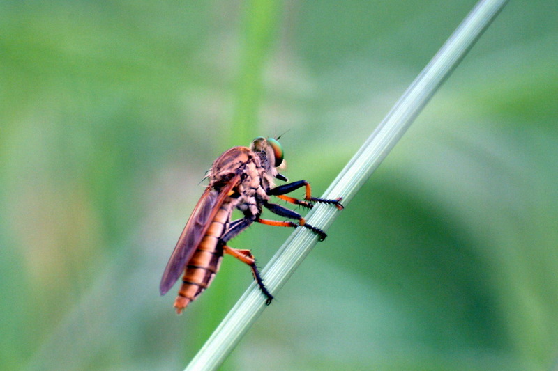 Chinese King Robber Fly (Cophinopoda chinensis) {!--왕파리매-->; DISPLAY FULL IMAGE.