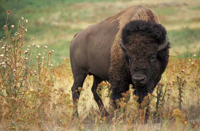 American Bison (Bison bison) - Wiki; DISPLAY FULL IMAGE.
