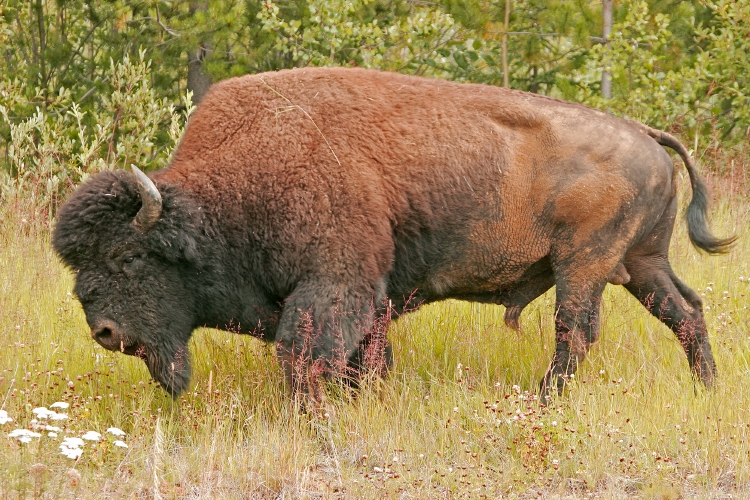 Bison (Bison athabascae) - Wiki