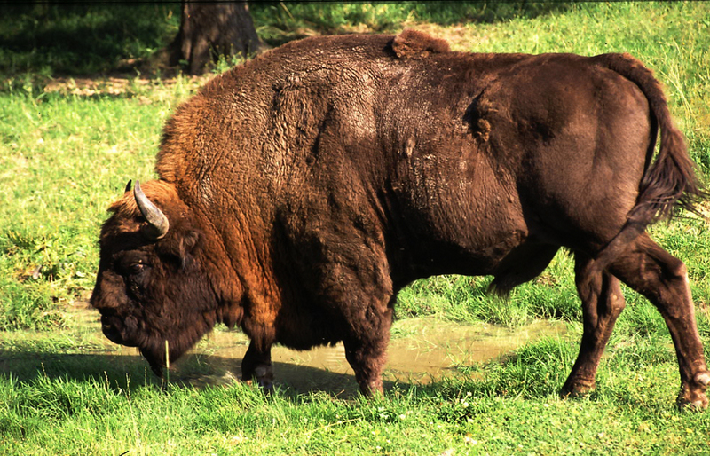 Wisent or European Bison (Bison bonasus) - Wiki; DISPLAY FULL IMAGE.