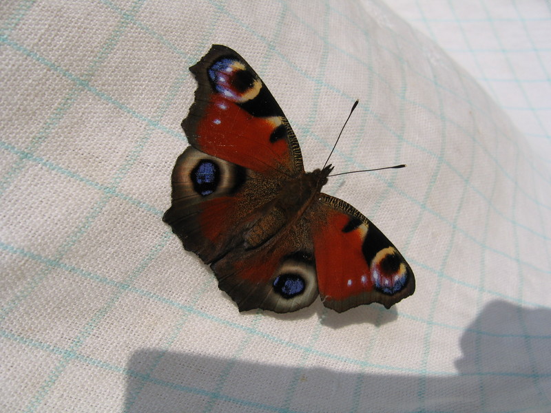 Dagpauwoog, Inachis io, European peacock butterfly; DISPLAY FULL IMAGE.
