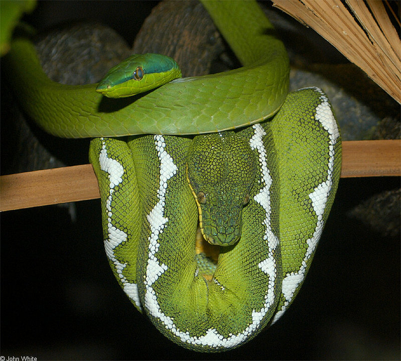 Amazonian Vine Snake (Oxybelis fuligidus) and Emerald Tree Boa (Corallus canina); DISPLAY FULL IMAGE.