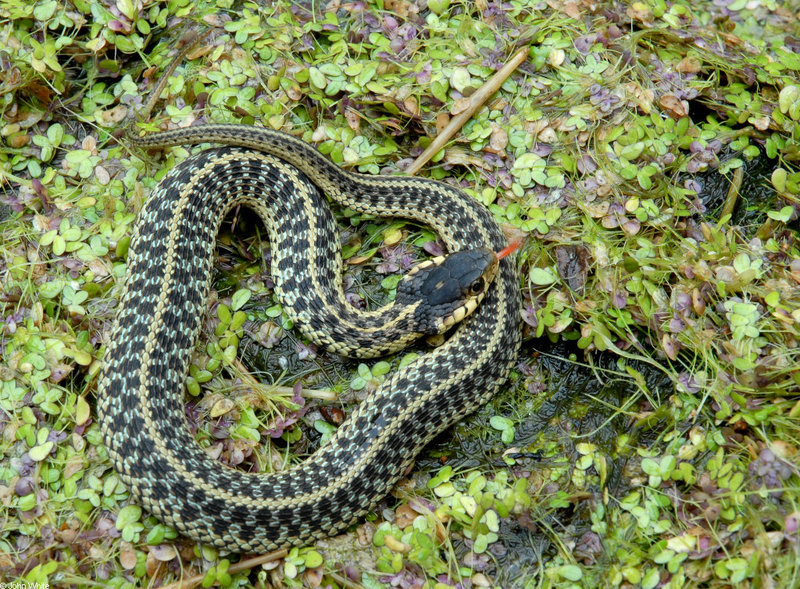 Snakes - Eastern Garter Snake (Thamnophis sirtalis sirtalis)210; DISPLAY FULL IMAGE.