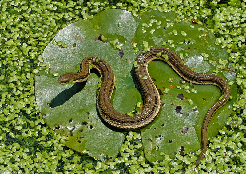 Snakes - Queen Snake (Regina septemvittata)2; DISPLAY FULL IMAGE.