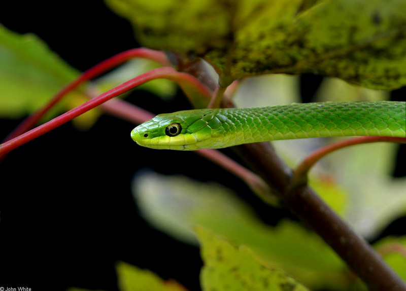 Snakes - Rough Green Snake   (Opheodrys aestivus aestivus)11111; DISPLAY FULL IMAGE.