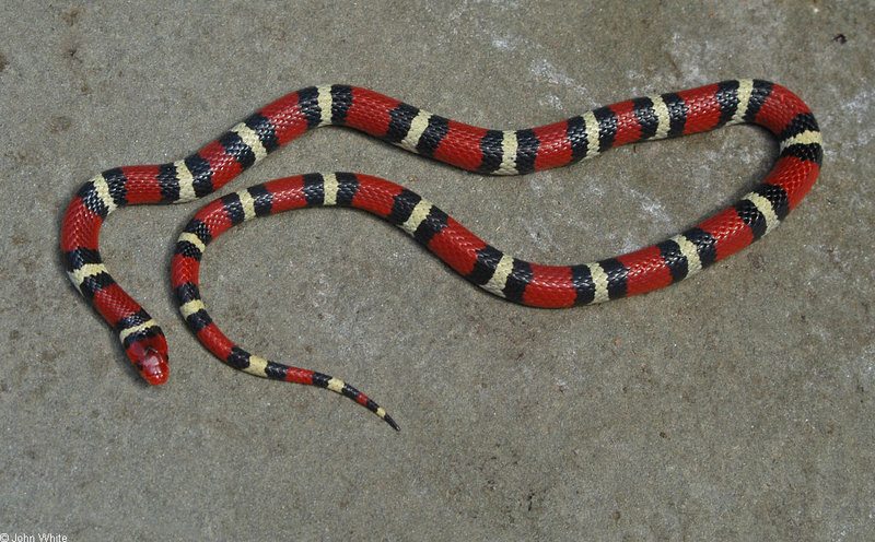 Snakes - Scarlet King Snake (Lampropeltis triangulum elapsoides) 500; DISPLAY FULL IMAGE.