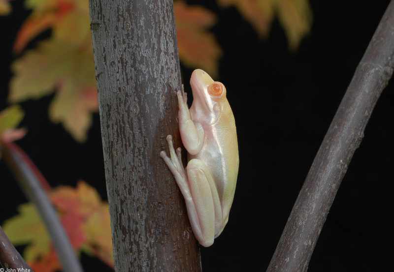 Frogs and Toads - Albino Green Treefrog (Hyla cinerea)016; DISPLAY FULL IMAGE.