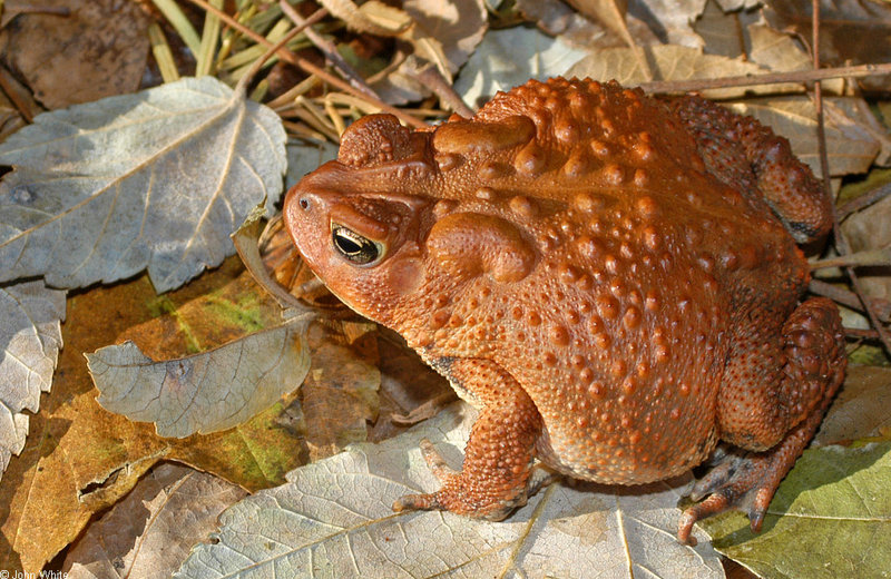 Frogs and Toads - American Toad (Bufo americanus)1; DISPLAY FULL IMAGE.