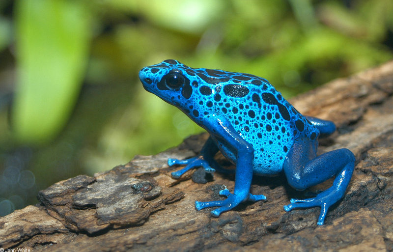 Frogs and Toads - Blue Poison Dart Frog (Dendrobates azureus)1; DISPLAY FULL IMAGE.