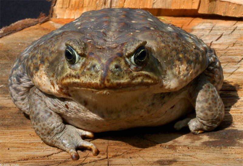 Frogs and Toads - Cane Toad (Bufo marinus)347; DISPLAY FULL IMAGE.