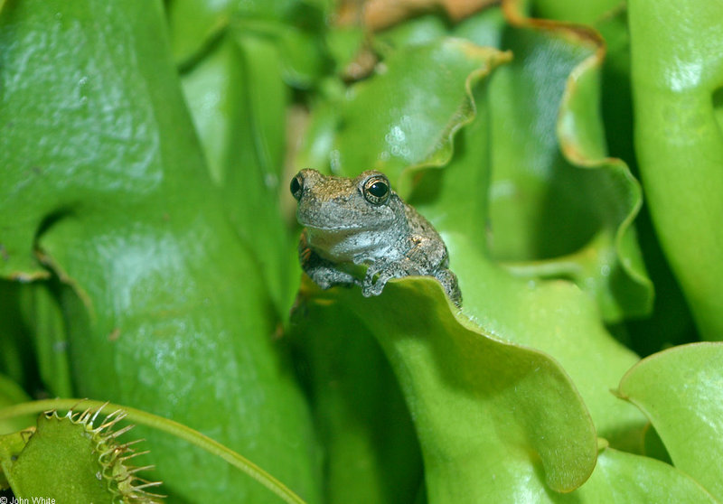 Frogs and Toads - Gray Treefrog (Hyla versicolor)200; DISPLAY FULL IMAGE.