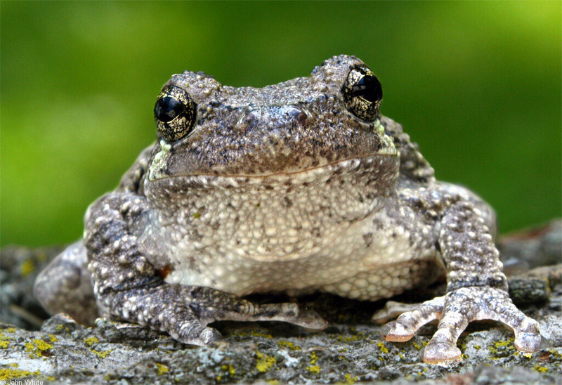Frogs and Toads - Gray Treefrog (Hyla versicolor)498; DISPLAY FULL IMAGE.