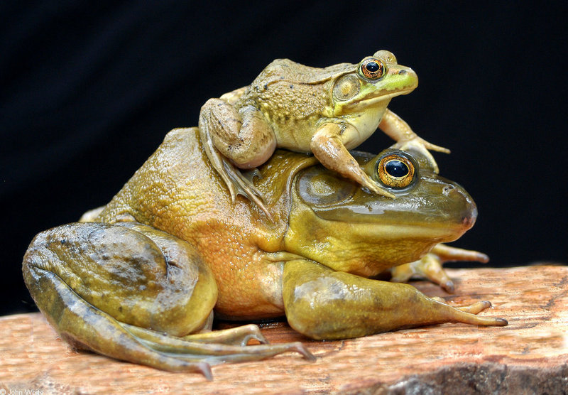 Frogs and Toads - bullfrog and green frog 018; DISPLAY FULL IMAGE.