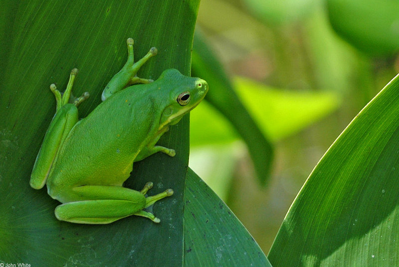 Frogs and Toads - green treefrog 0001; DISPLAY FULL IMAGE.