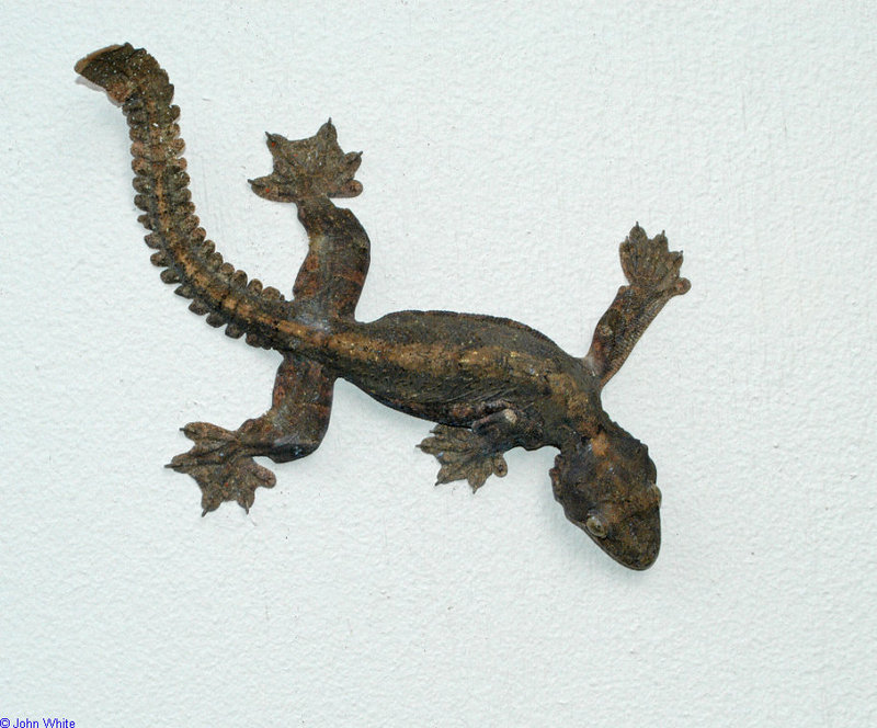 Lizards - Flying Gecko (ptychozoon kuhli)100; DISPLAY FULL IMAGE.