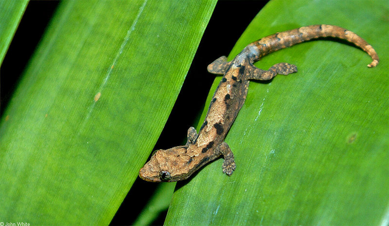 Lizards - Mourning Gecko (Lepidodactylus lugubris)003; DISPLAY FULL IMAGE.
