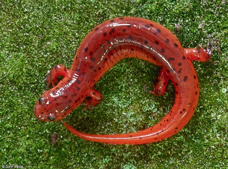 Salamanders - Eastern Mud Salamander (Pseudotriton m. montanus); DISPLAY FULL IMAGE.