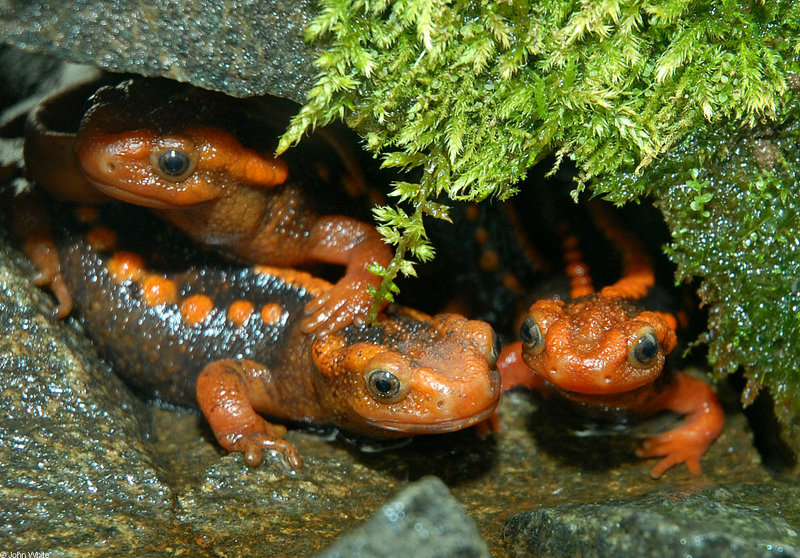 Salamanders - Emperor or Yunnan Newt (Tylototriton shanjing); DISPLAY FULL IMAGE.