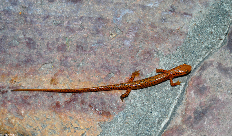 Salamanders - Longtail Salamander (Eurycea  longicauda  longicauda)100; DISPLAY FULL IMAGE.