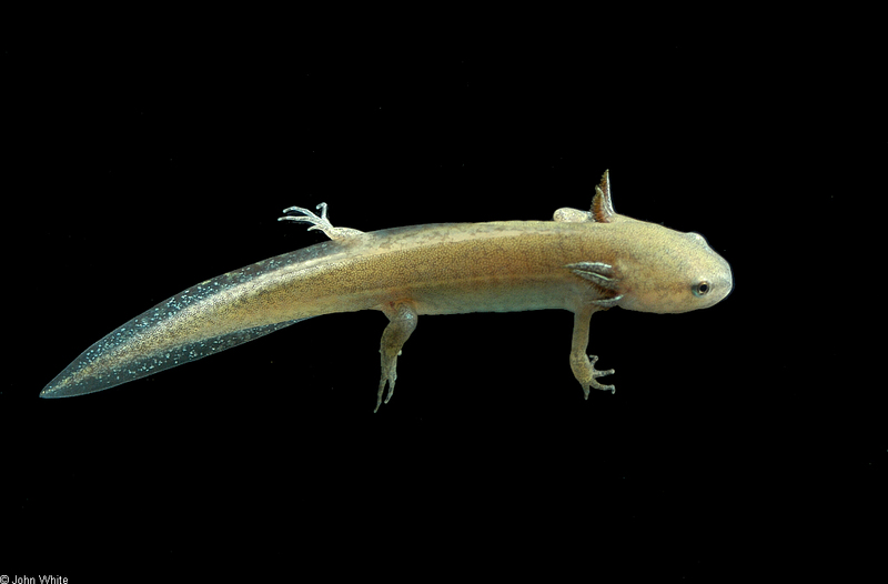 Salamanders - Mole Salamander (Ambystoma talpoideum) 005; DISPLAY FULL IMAGE.