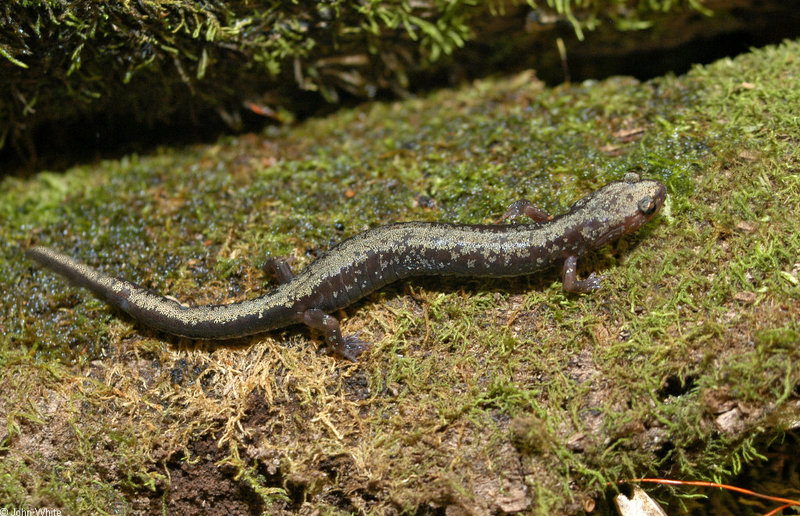 Salamanders - Peaks of Otter Salamander (Plethodon hubrichti)001; DISPLAY FULL IMAGE.