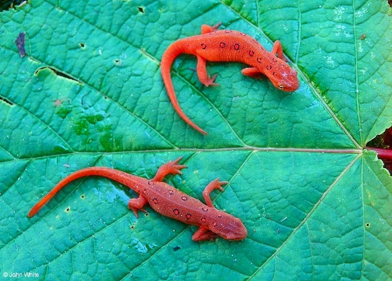 Salamanders - Red-spotted Newt (Notophthalmus viridescens viridescens)629; DISPLAY FULL IMAGE.