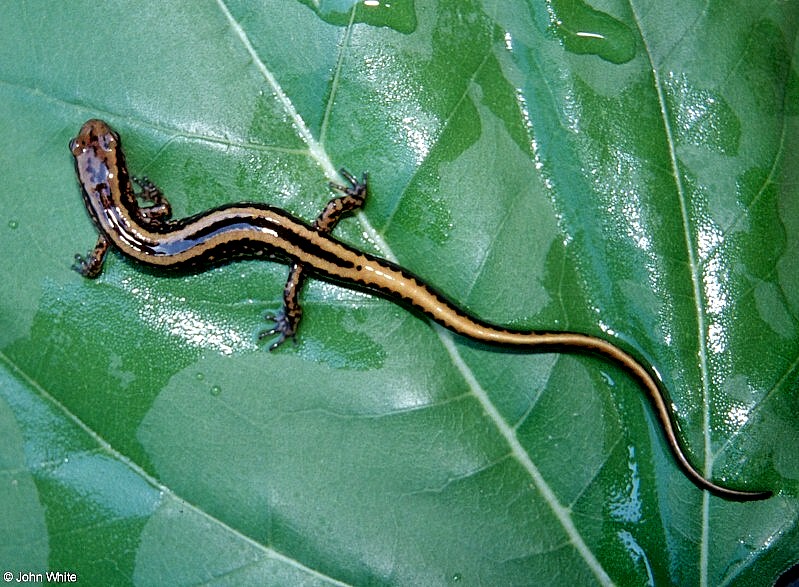 Salamanders - Three-lined Salamander (Eurycea guttolineata); DISPLAY FULL IMAGE.