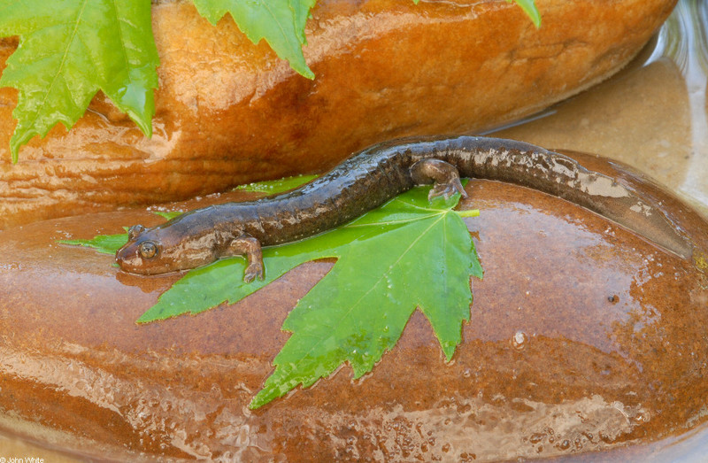 Salamanders - blackbelly salamander 0253; DISPLAY FULL IMAGE.