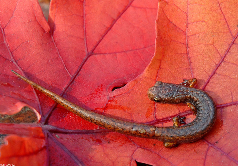 Salamanders - four-toed salamander 628; DISPLAY FULL IMAGE.