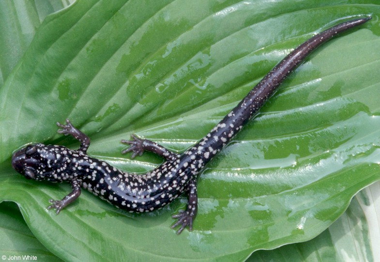 Salamanders - white-spotted slimy salamander 07; DISPLAY FULL IMAGE.