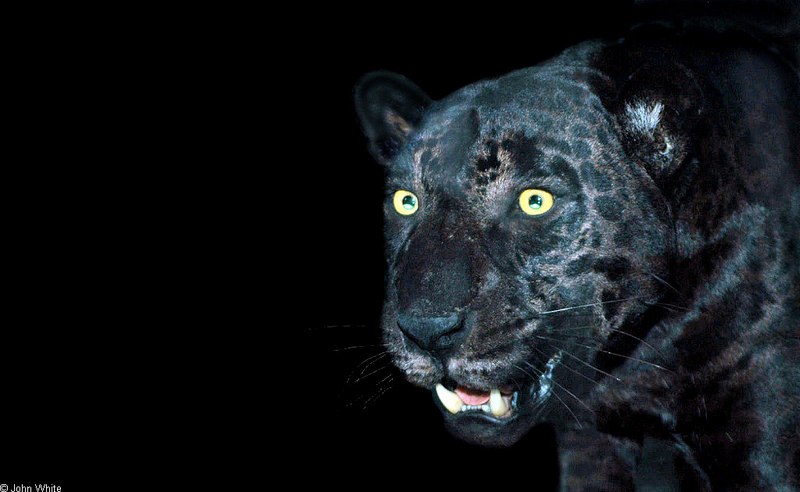Cats - Black Panther-Leopard (Panthera pardus); DISPLAY FULL IMAGE.