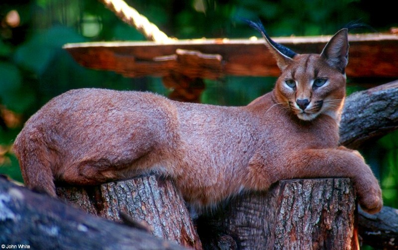 Cats - Caracal Lynx (Caracal caracal); DISPLAY FULL IMAGE.
