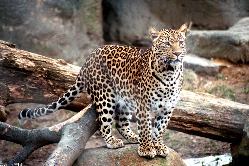 Cats - Leopard (Panthera pardus)001; DISPLAY FULL IMAGE.