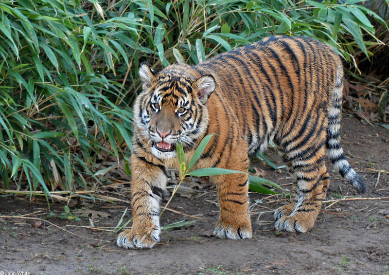 Cats - Sumatran Tiger (Panthera tigris sumatrae); DISPLAY FULL IMAGE.