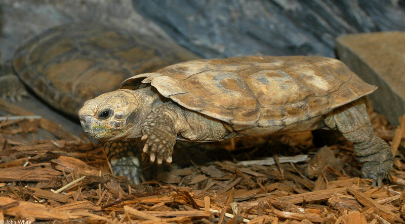 Turtles - African Pancake Tortoise (Malacochersus tornieri)1564; DISPLAY FULL IMAGE.