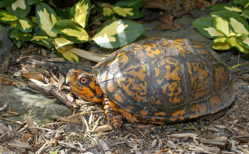 Turtles - Eastern Box Turtle (Terrapene carolina carolina)0068b; DISPLAY FULL IMAGE.