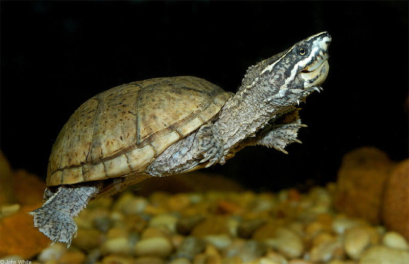 Turtles - Eastern Musk Turtle (Sternotherus odoratus)500LR; DISPLAY FULL IMAGE.