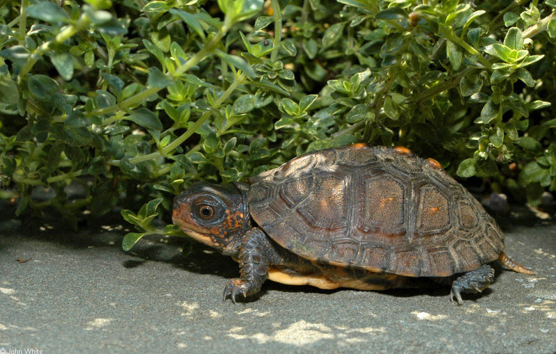 Turtles - Neonate Eastern Box Turtle (Terrapene carolina carolina); DISPLAY FULL IMAGE.
