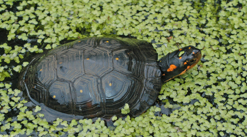Turtles - Spotted Turtle  (Clemmys guttata)204; DISPLAY FULL IMAGE.