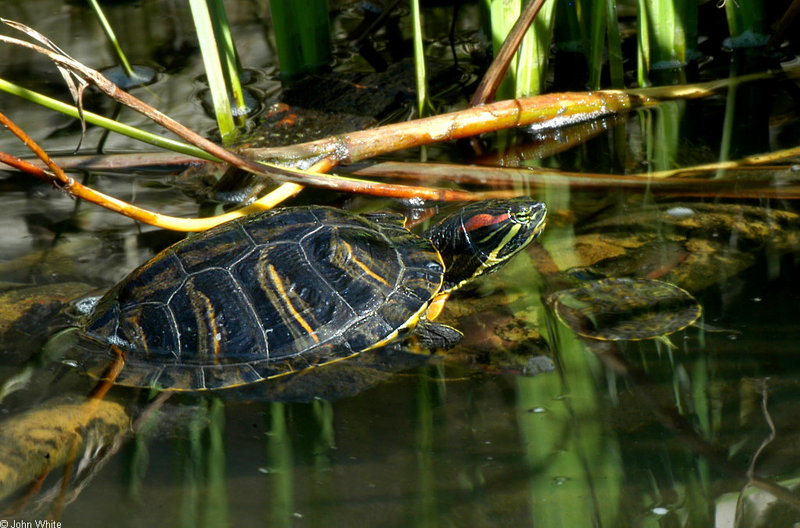 Turtles - red-eared slider; DISPLAY FULL IMAGE.