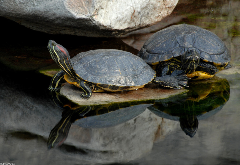 Turtles - red-eared-and-yellow-bellied-sliders; DISPLAY FULL IMAGE.