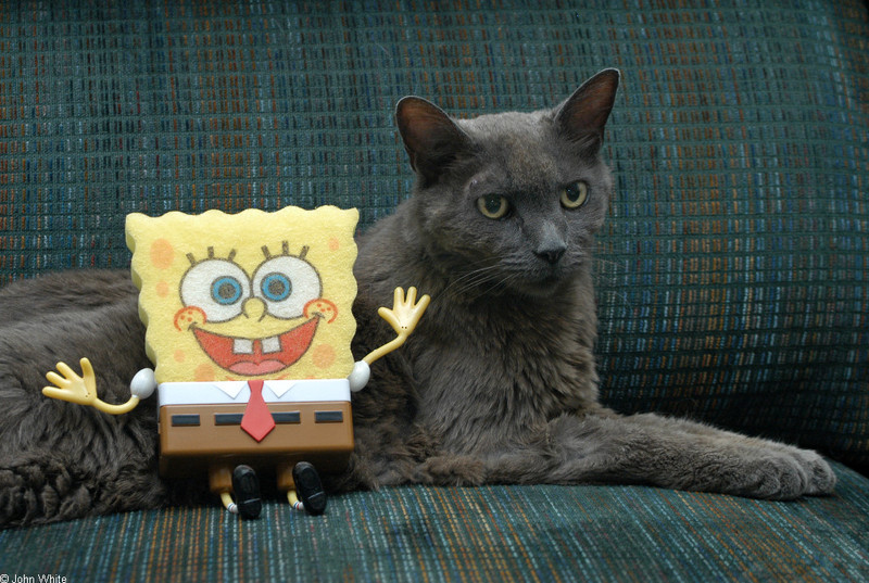 cat with sponge bob; DISPLAY FULL IMAGE.