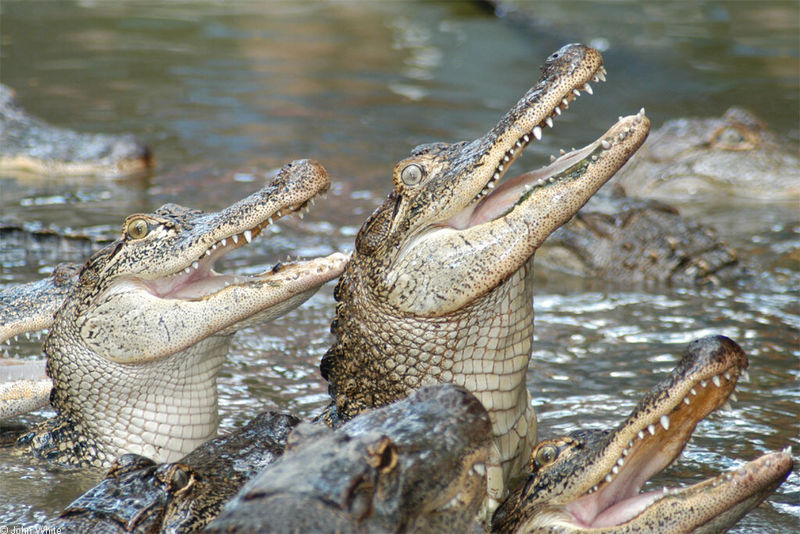 Crocodilians - American Alligator (Alligator mississipiensis)0530; DISPLAY FULL IMAGE.
