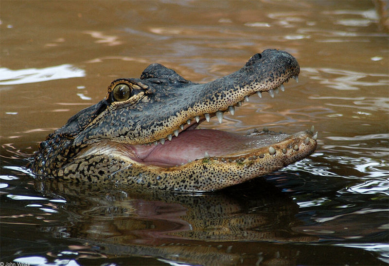 Crocodilians - American Alligator (Alligator mississipiensis)0531; DISPLAY FULL IMAGE.