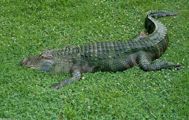 Crocodilians - American Alligator (Alligator mississipiensis)0534; DISPLAY FULL IMAGE.