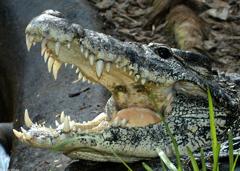 Crocodilians - Cuban Crocodile (Crocodylus rhombifer) 526; DISPLAY FULL IMAGE.