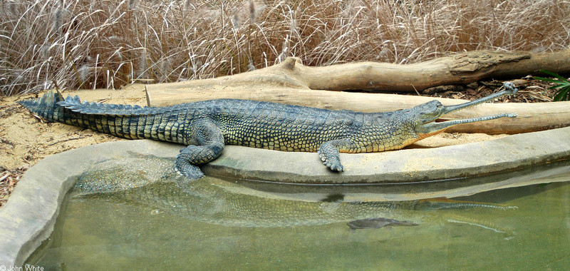 Crocodilians - Gharial (Gavialis gangeticus) 065; DISPLAY FULL IMAGE.