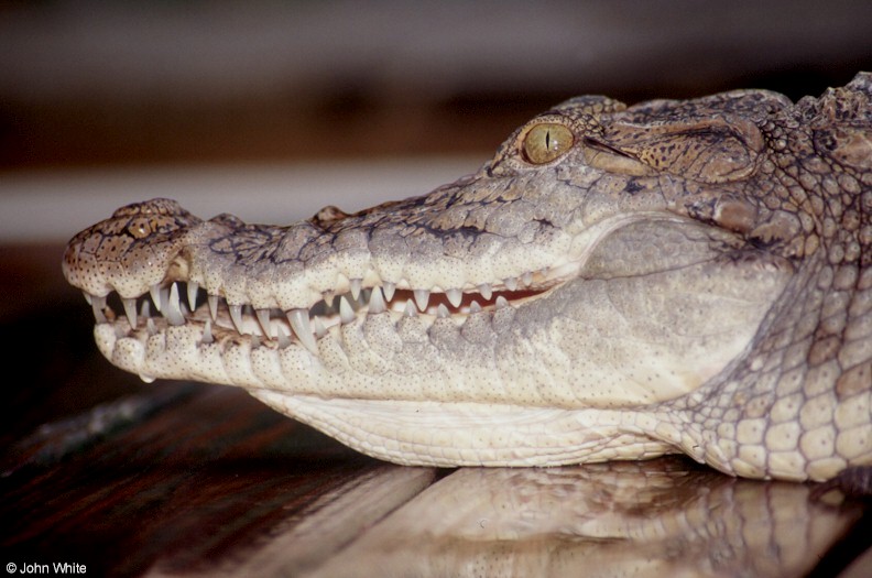 Crocodilians - Nile Crocodile (Crocodylus niloticus)1120; DISPLAY FULL IMAGE.