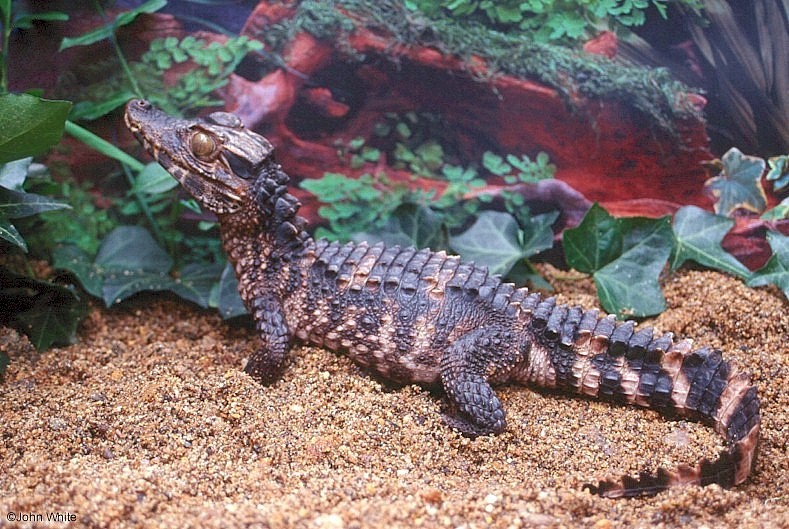 Crocodilians - Schneider's dwarf caiman (Paleosuchus trigonatus)1077; DISPLAY FULL IMAGE.
