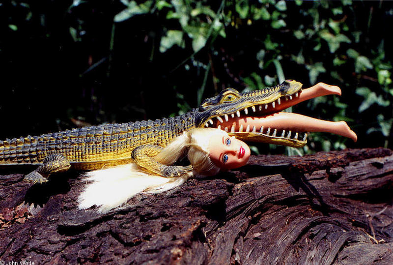 Crocodilians - croc joke; DISPLAY FULL IMAGE.